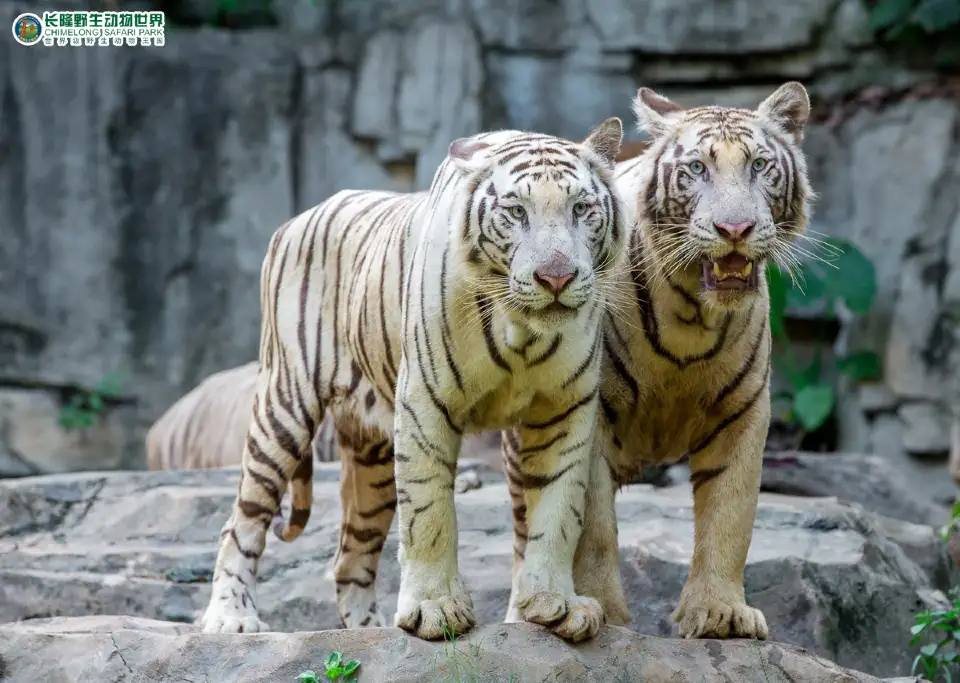 5_Chimelong Safari Park
