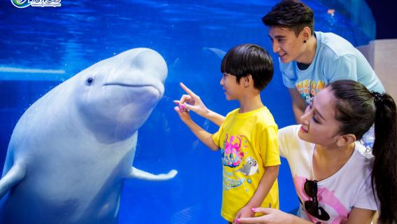 珠海長隆宇宙船パッケージ 1泊2日 / 2泊3日で海洋王国 / 宇宙船パーク / 長隆ショー / カカタイガー / ビュッフェ(オプションで宇宙船付き) / 横琴湾 / サーカス / 映海を訪問