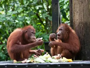 Sepilok Orang Utan, Sun Bear and Labuk Bay Proboscis Monkey Sanctuary Tour