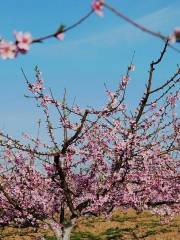 Bright Ruihua Orchard