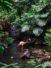 Victoria Butterfly Gardens