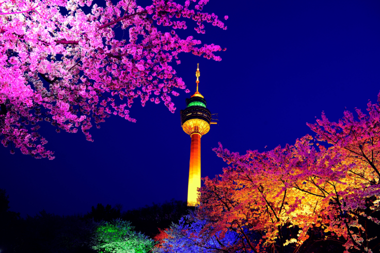 대구 벚꽃 여행