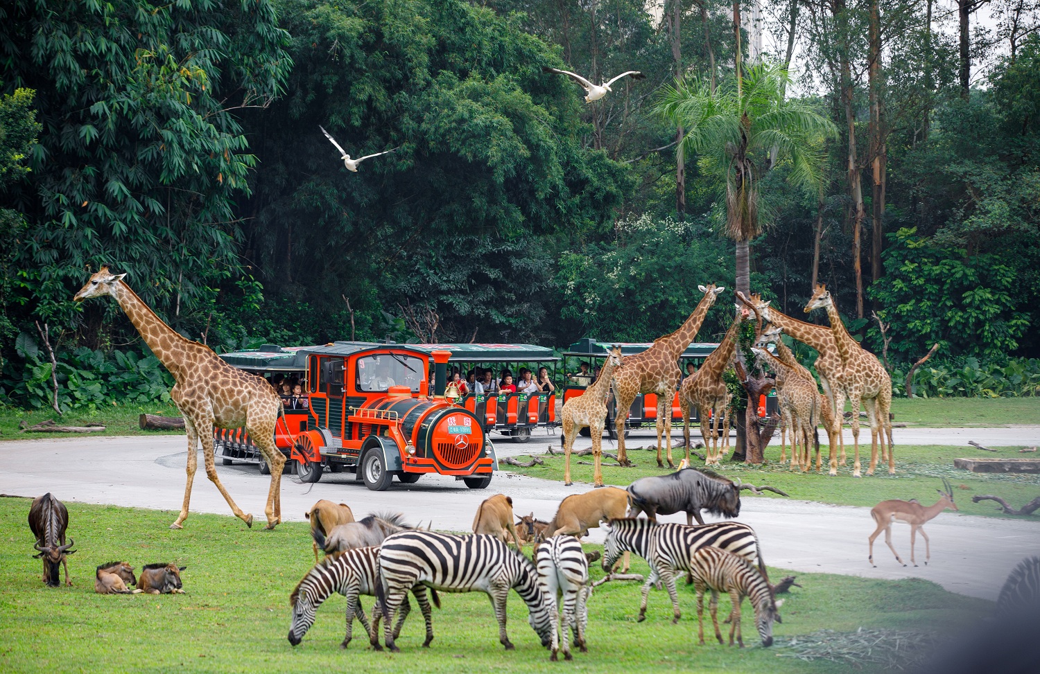 Hotels near Chimelong Safari Park