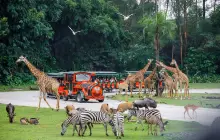 Chimelong Safari Park