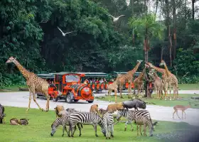 Chimelong Safari Park