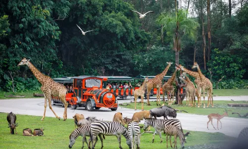 Chimelong Safari Park