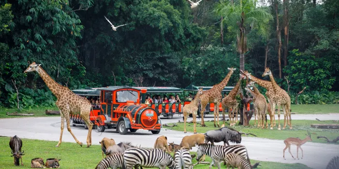 Chimelong Safari Park image 0