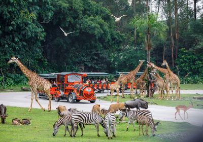 Chimelong Safari Park