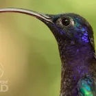 Birdwatching tour -Monteverde Wild-