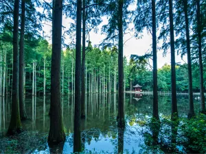 보얼덩 삼림공원