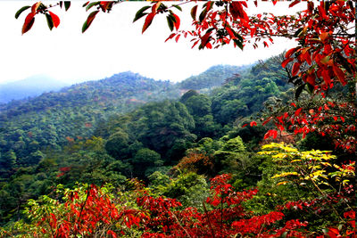 Sanbai Mountain Scenic Area