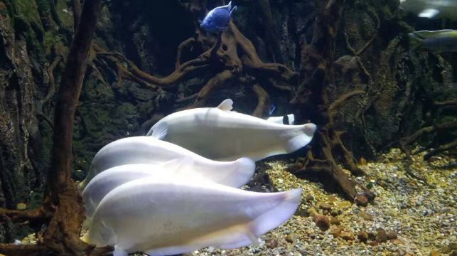 西安華夏文旅海洋公園+駝鈴傳奇+古城烽火一日遊丨接送+門票