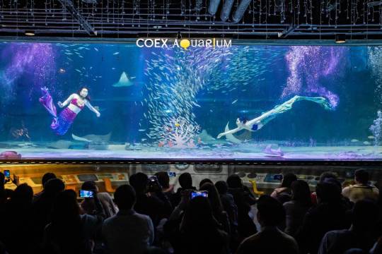 COEXアクアリウム