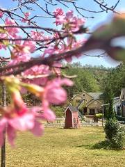 Cherry Blossom Valley