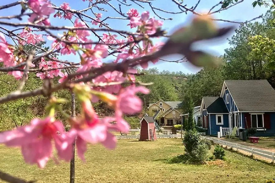 Cherry Blossom Valley