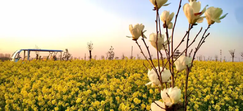 Shell Properties in Feixi