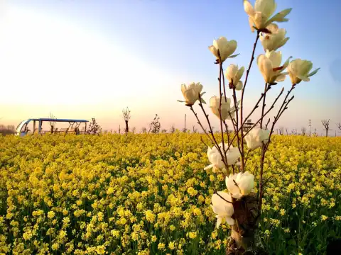 โรงแรมShellในเฟยซี