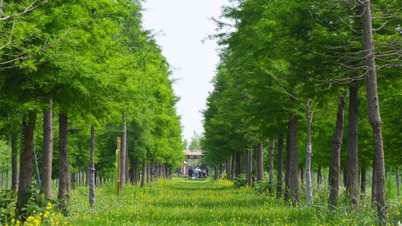 Metasequoia Forest
