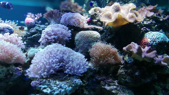 Shapa Jinglong Aquarium