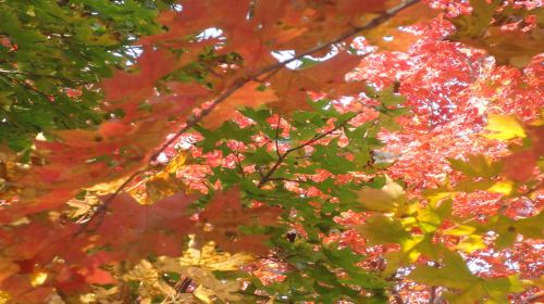 紅葉嶺森林公園