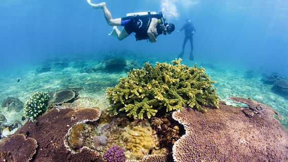 Snorkeling or Scuba Diving in Lingshui