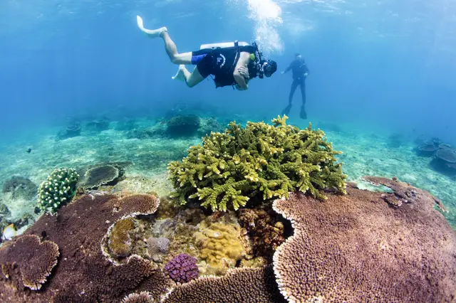 Diving in Lingshui