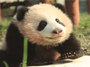 重慶動物園