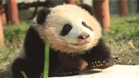 Chongqing Zoo