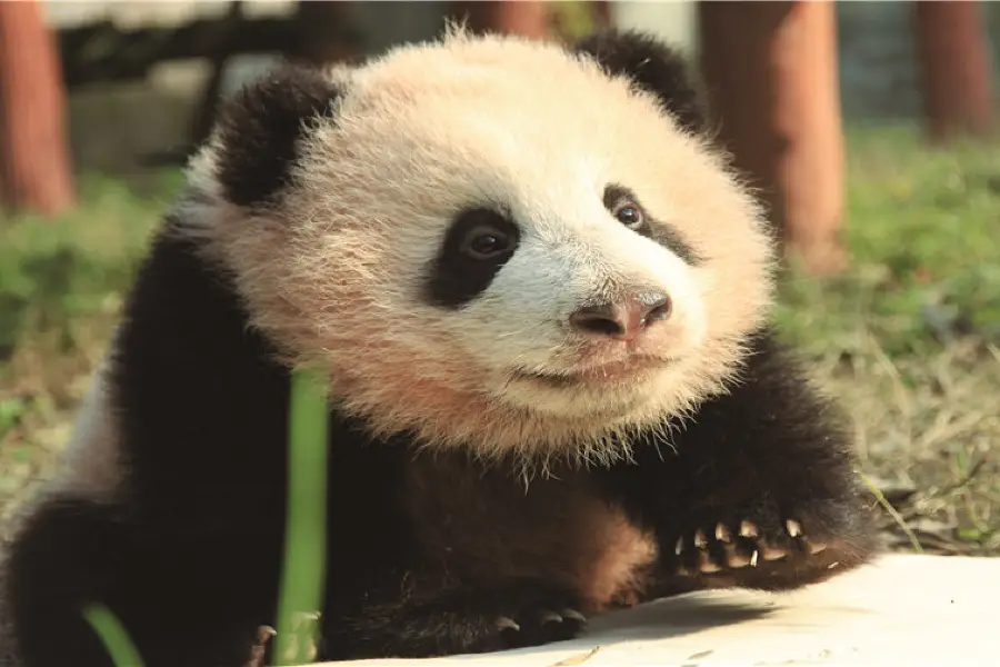 重慶動物園