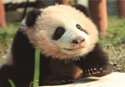 重慶動物園