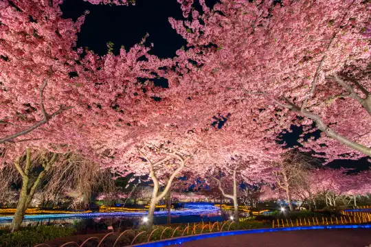 鄰近名花之鄉的酒店