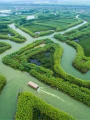 洪澤湖濕地公園-蘆葦迷宮