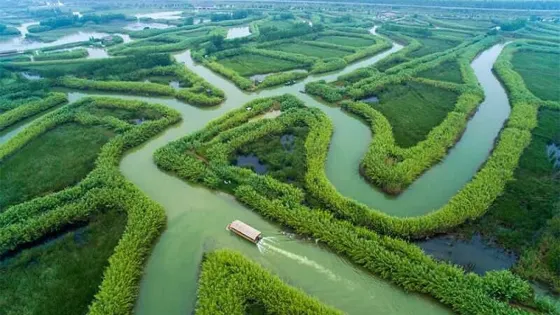 泗洪洪澤湖濕地景區-蘆葦迷宮