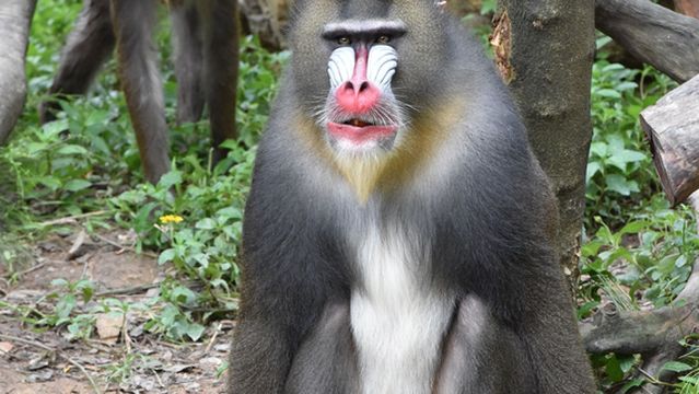 Mandrill