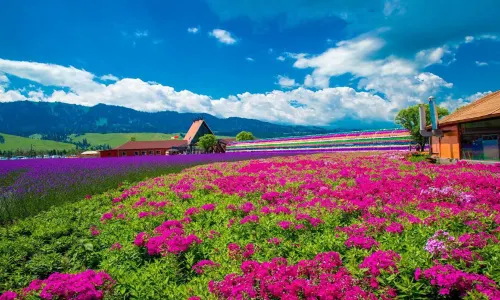 Flower Sea Nalat