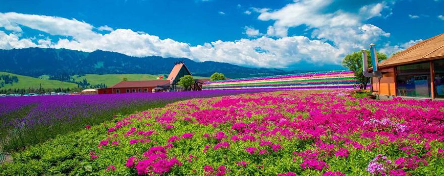 Flower Sea Nalat