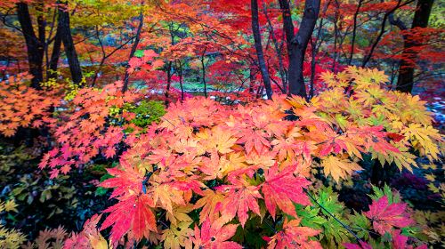 蒲石河森林公園