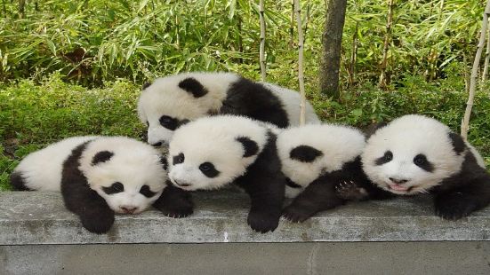 China's Giant Panda Conservation Research Center, Dujiangyan Base