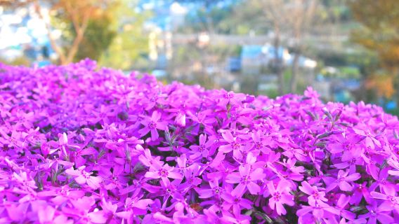 Tour Đông Hokkaido 1 ngày: Công viên hoa anh đào Shibazakura Takinoue + Công viên hoa tulip Yubetsu|Khởi hành từ Sapporo