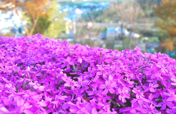 北海道道東1日遊瀧上芝櫻公園+湧別町鬱金香公園|札幌出發