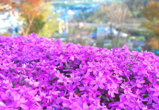 Hokkaido East 1-Day Tour: Shibazakura Takinoue kōen Park + Kamiyubetsu Tulip Park|From Sapporo