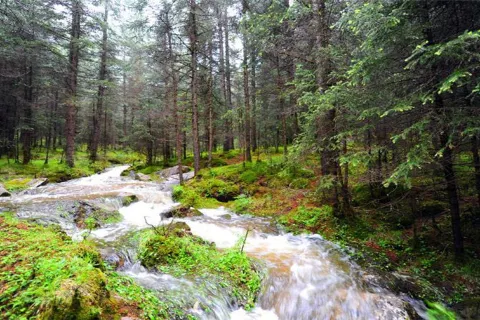 Yanzhi Mountain Forest Park
