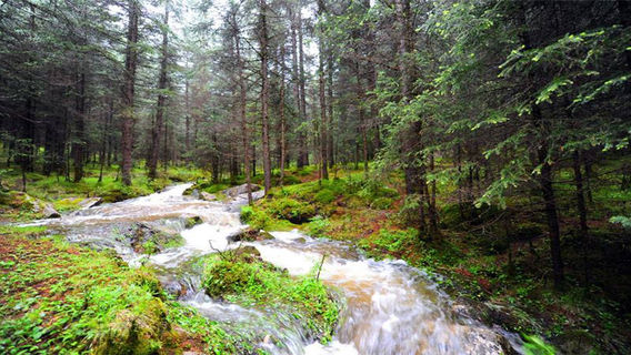 Yanzhi Mountain Forest Park