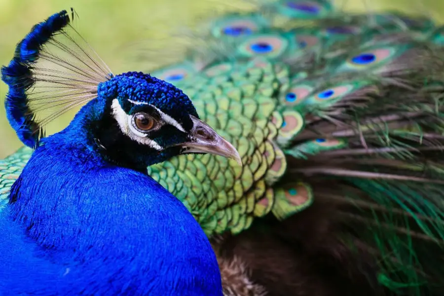 火烈鳥公園