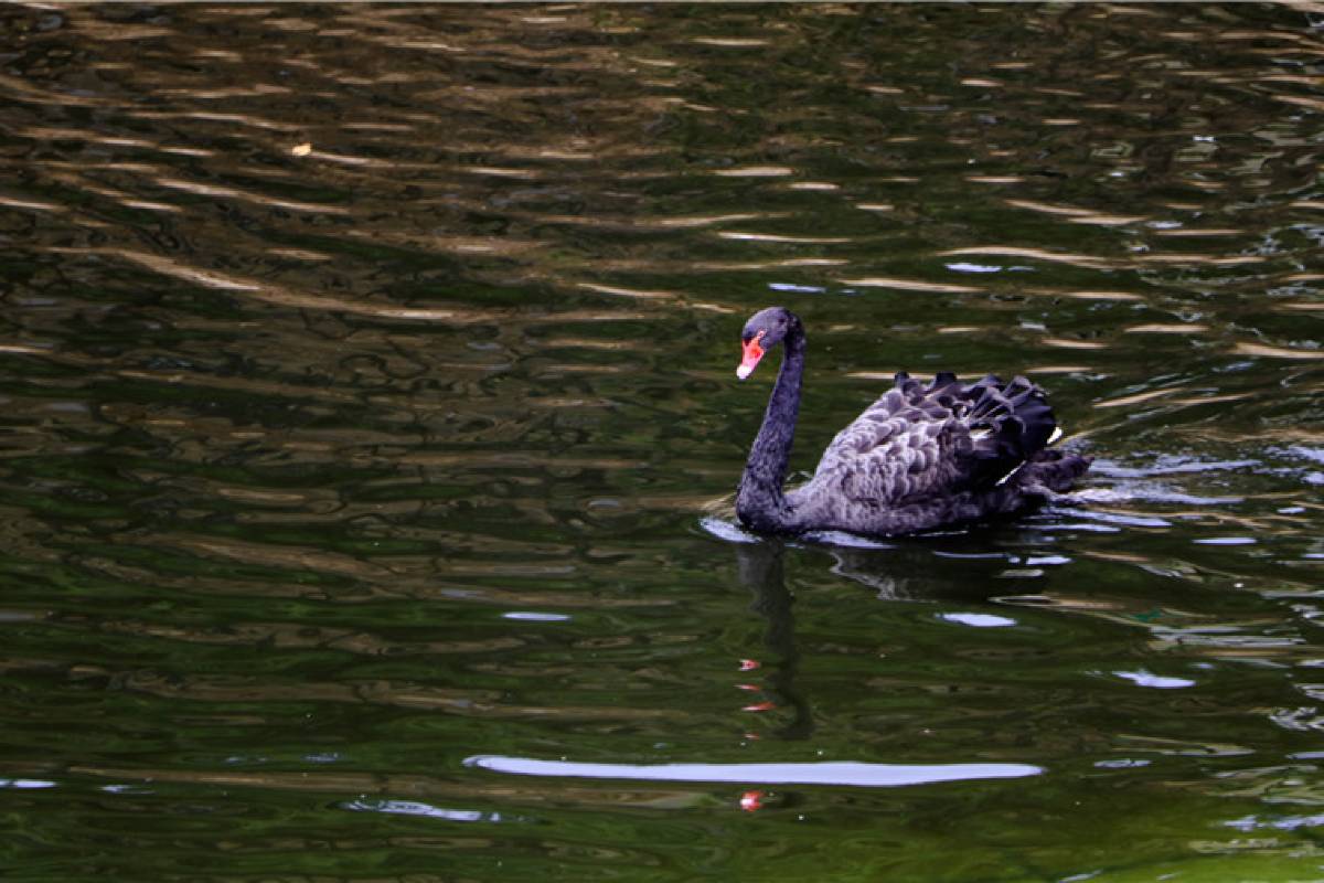 大連森林動物園観光ならTrip.comがおすすめ