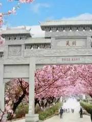 Cherry Blossom Town, Zhengding Ancient City
