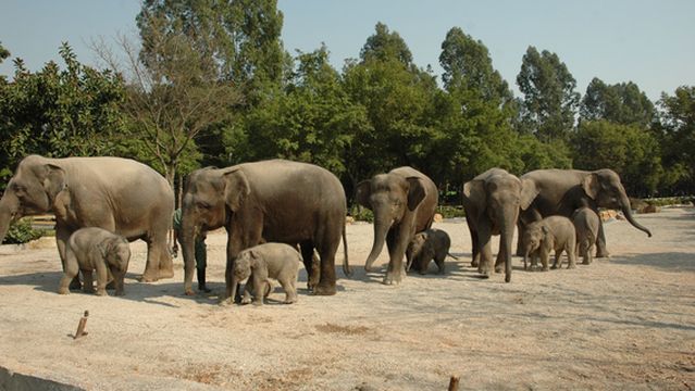 Asian Elephant House