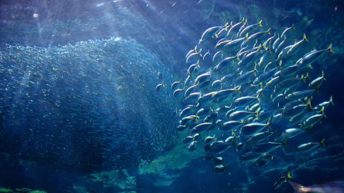 九十九島水族館