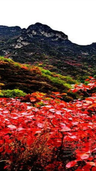 保定至白銀坨旅遊風景區一日遊【順平白銀坨賞紅葉】