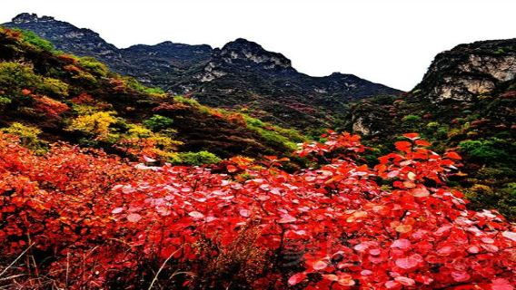 保定至白銀坨旅遊風景區一日遊【順平白銀坨賞紅葉】